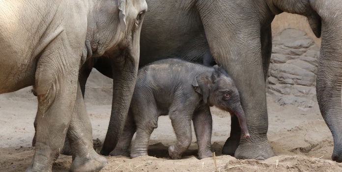 Tierpark Hagenbeck Halle für Elefanten