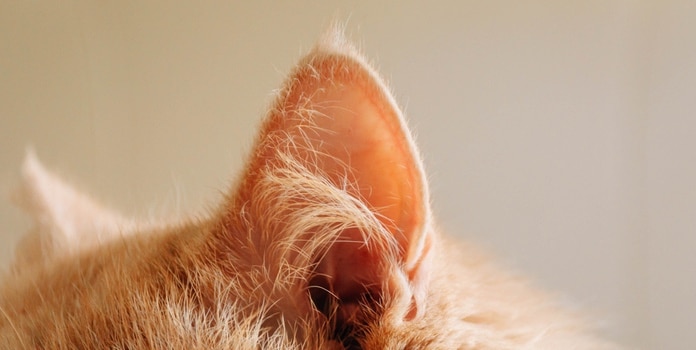Katze Ohr