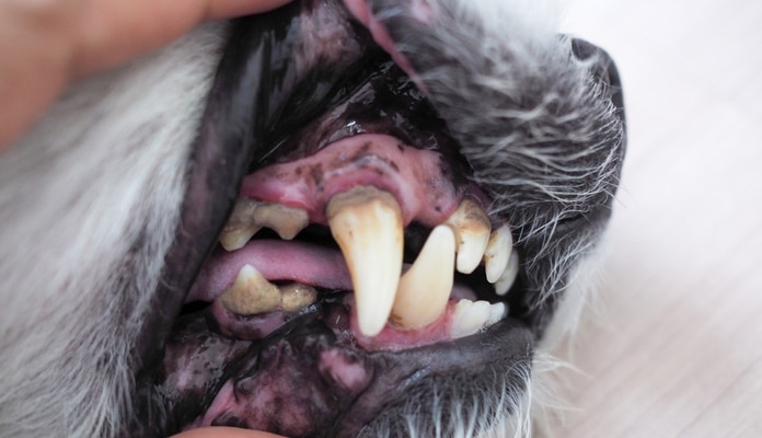 Zahnprobleme Hund vorbeugen