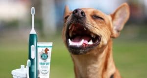 Emmi Pet Zahnbürste für Hunde
