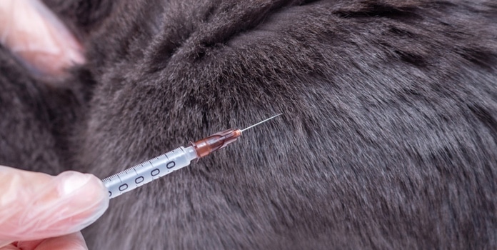 Katzenschnupfen Impfung