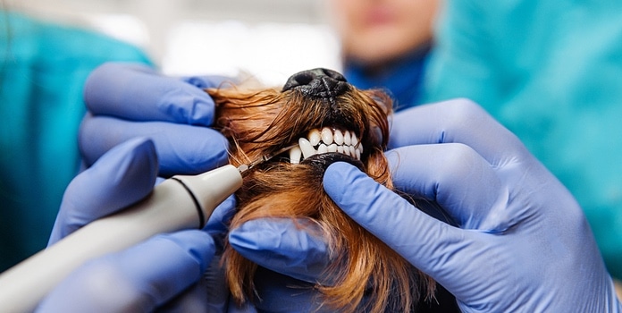 Zahnsteinentfernung Hund Tierarzt