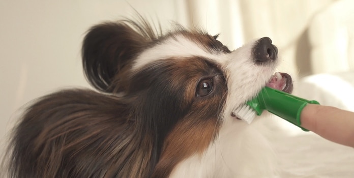 Mundhygiene Hund Zahnstein vorbeugen