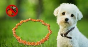 Bernsteinketten für Hunde