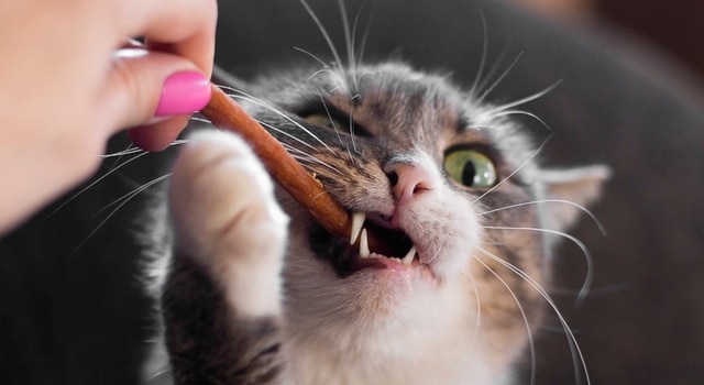 Katzen Kausticks zur Zahnpflege