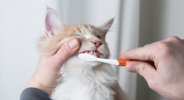 Katze regelmäßiges Zähneputzen