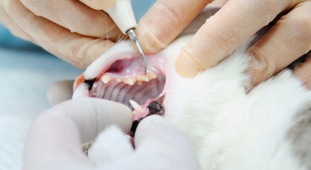 Zahnpflege Katze Kontrolle beim Zahnarzt