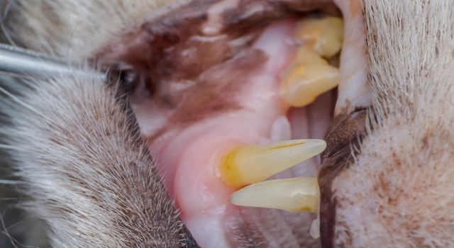 Zahnprobleme bei Katzen