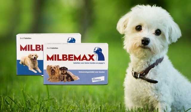 Milbemax Wurmkur für Hunde & ᐅ ERFAHRUNGEN