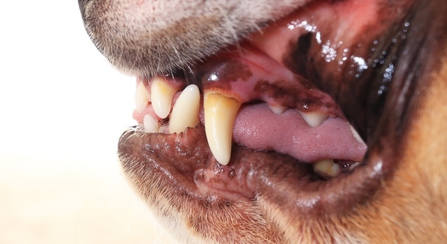 Ochsenziemer Zähne Hund