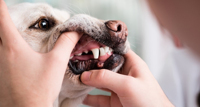 Zahnfleischentzündung beim Hund Was tun? 🐶(Behandlung)