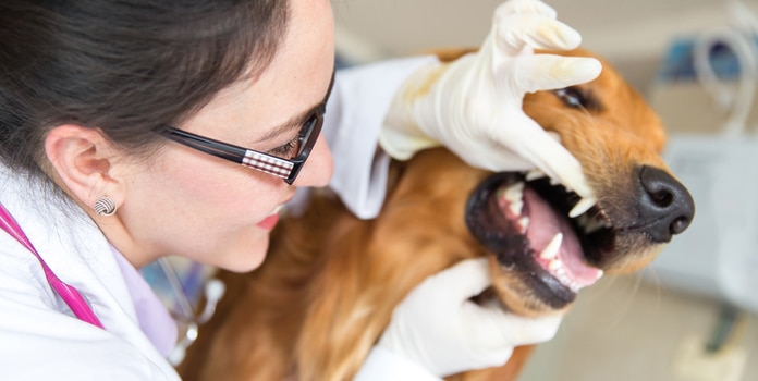 Zahnfleischentzündung beim Hund Hilfe beim Tierarzt