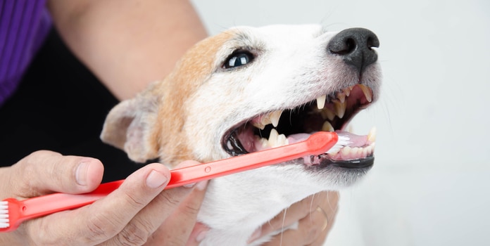 Zahnfleischentzündung beim Hund Vorbeugen