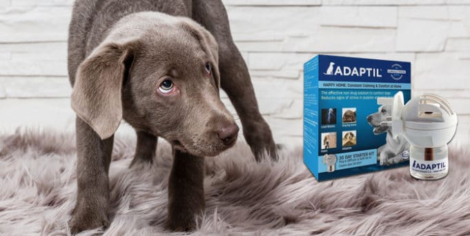 Adaptil (Calm) für Hunde Wirklich effektiv? Erfahrungen