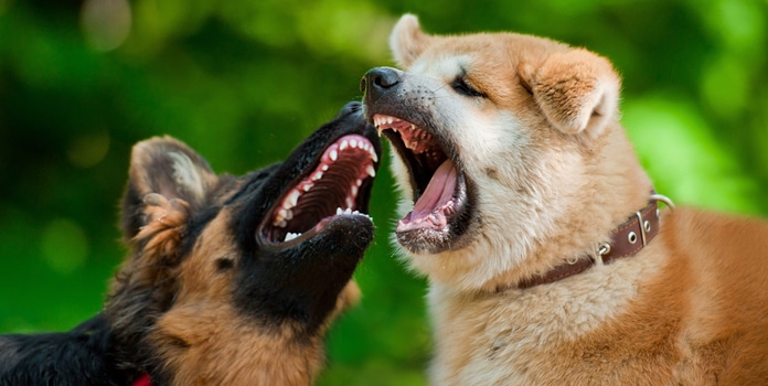 Gründe für aggressives Verhalten bei Hunden