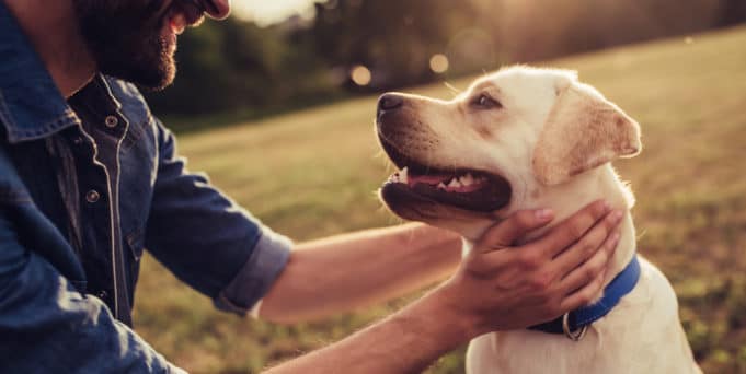 Bachblüten für Hunde ᐅ Einsatzmöglichkeiten, Wirkung &amp; Dosierung