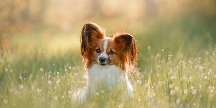 Bachblüten für Hunde Empfehlung