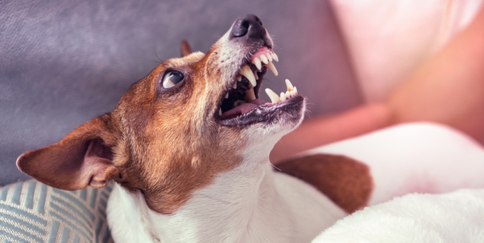 Beruhigungsmittel für aggressive Hunde