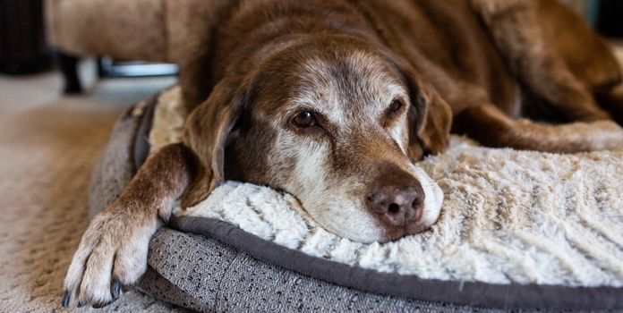 Beruhigungsmittel für Hunde mit Demenz