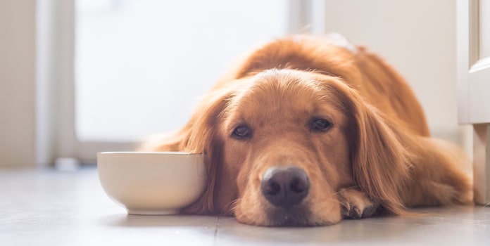 Ursachen für Fressunlust bei Hunden