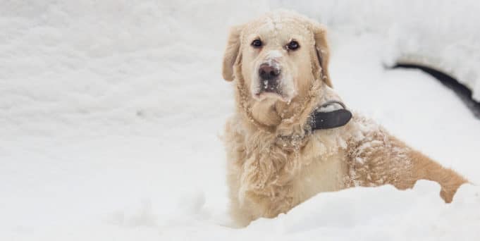 Mein Hund zittert!? ᐅ Ursachen und Maßnahmen Ratgeber