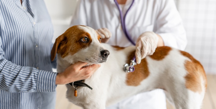Inkontinenz beim Hund beim Tierarzt behandeln