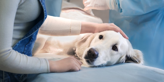 Zittern beim Hund Behandlung beim Tierarzt
