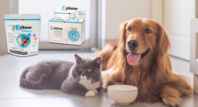Zylkene Beruhigungsmittel für Katzen und Hunde