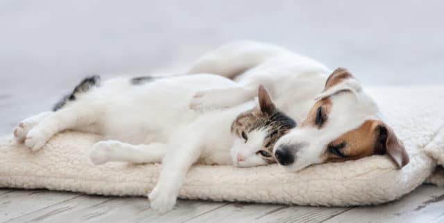 Zylkene im TEST Natürliche Entspannung für Hunde &amp; Katzen?