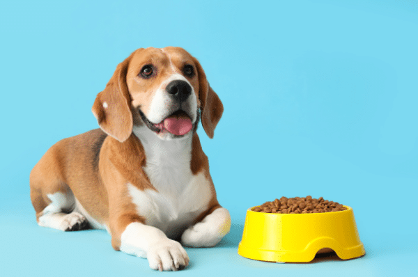 Die besten Hundefuttermarken im Vergleich